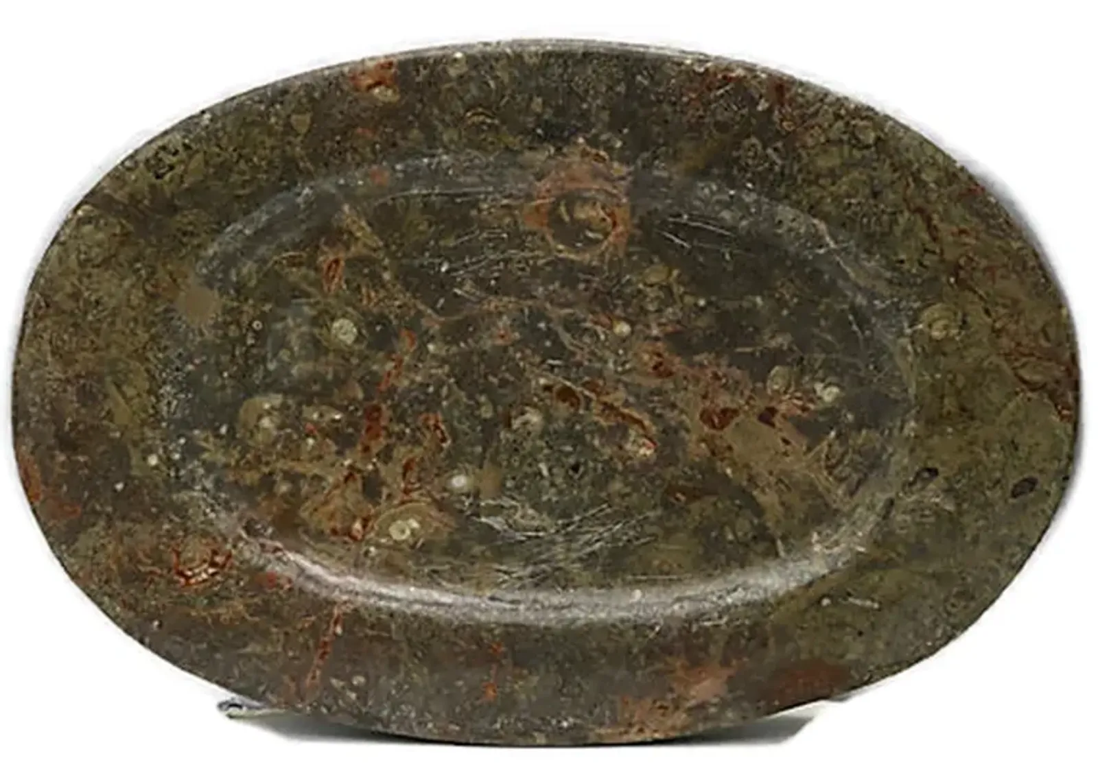 Natural Stone Ammonite Fossils Platter - The Queens Landing - Green