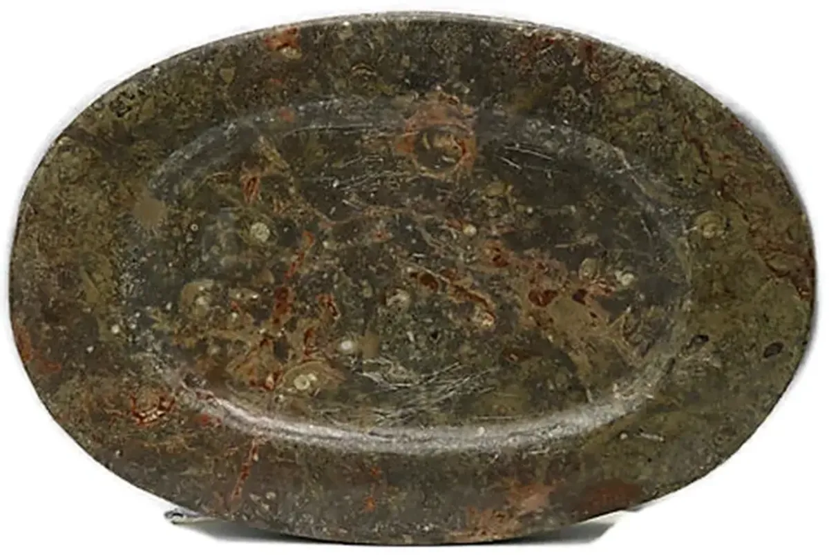 Natural Stone Ammonite Fossils Platter - The Queens Landing - Green