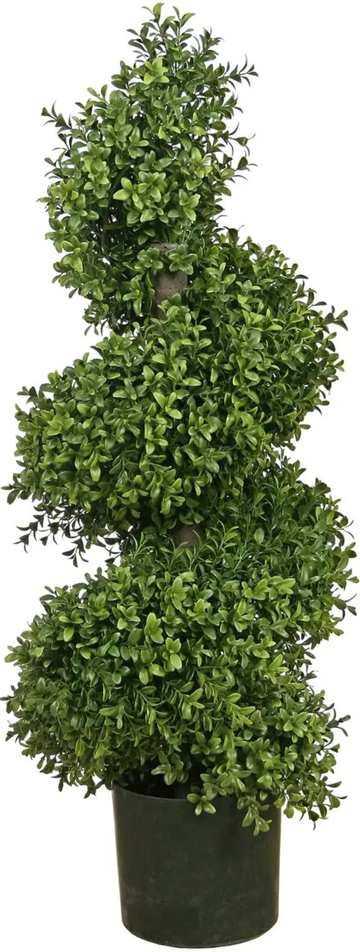 Boxwood Spiral Tree