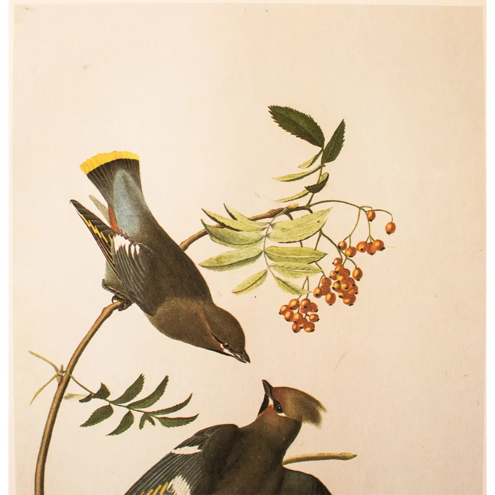 1966 Bohemian Waxwing by Audubon - Brown