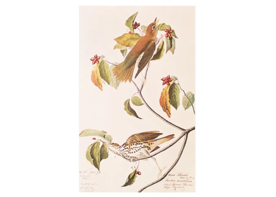 1966 Audubon - Wood Thrush - Brown