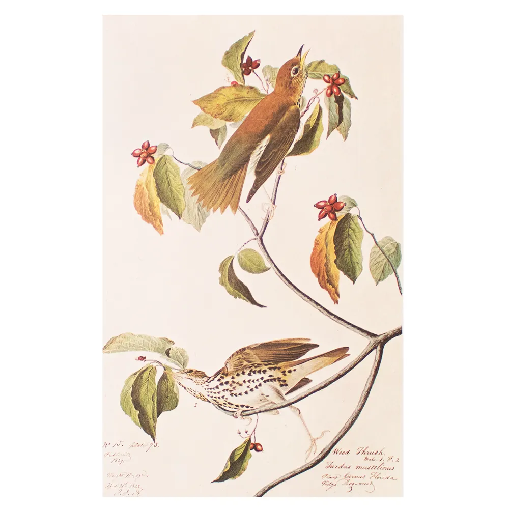 1966 Audubon - Wood Thrush - Brown