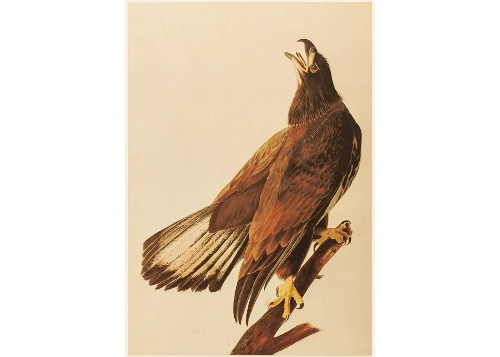 1966 Audubon - Bald Eagle - Brown