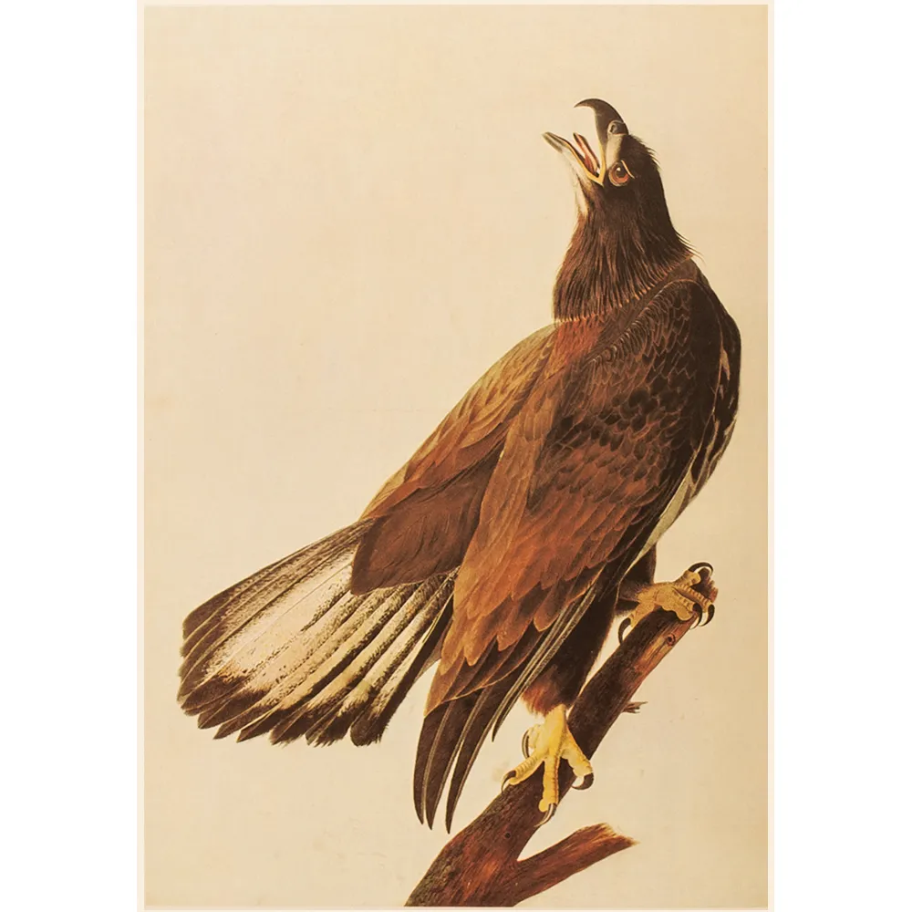 1966 Audubon - Bald Eagle - Brown