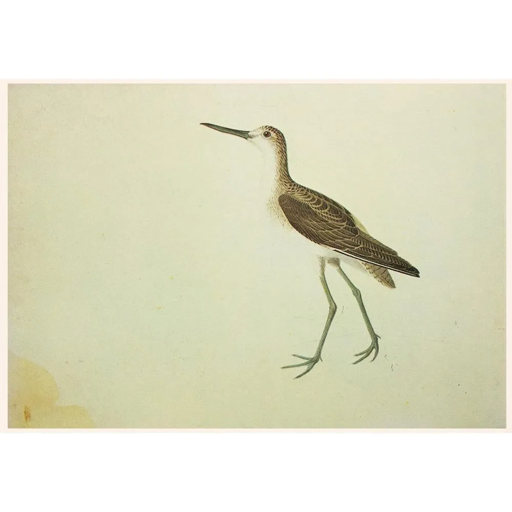 J.Audubon - Greenshank and Sabine's Gull - Brown