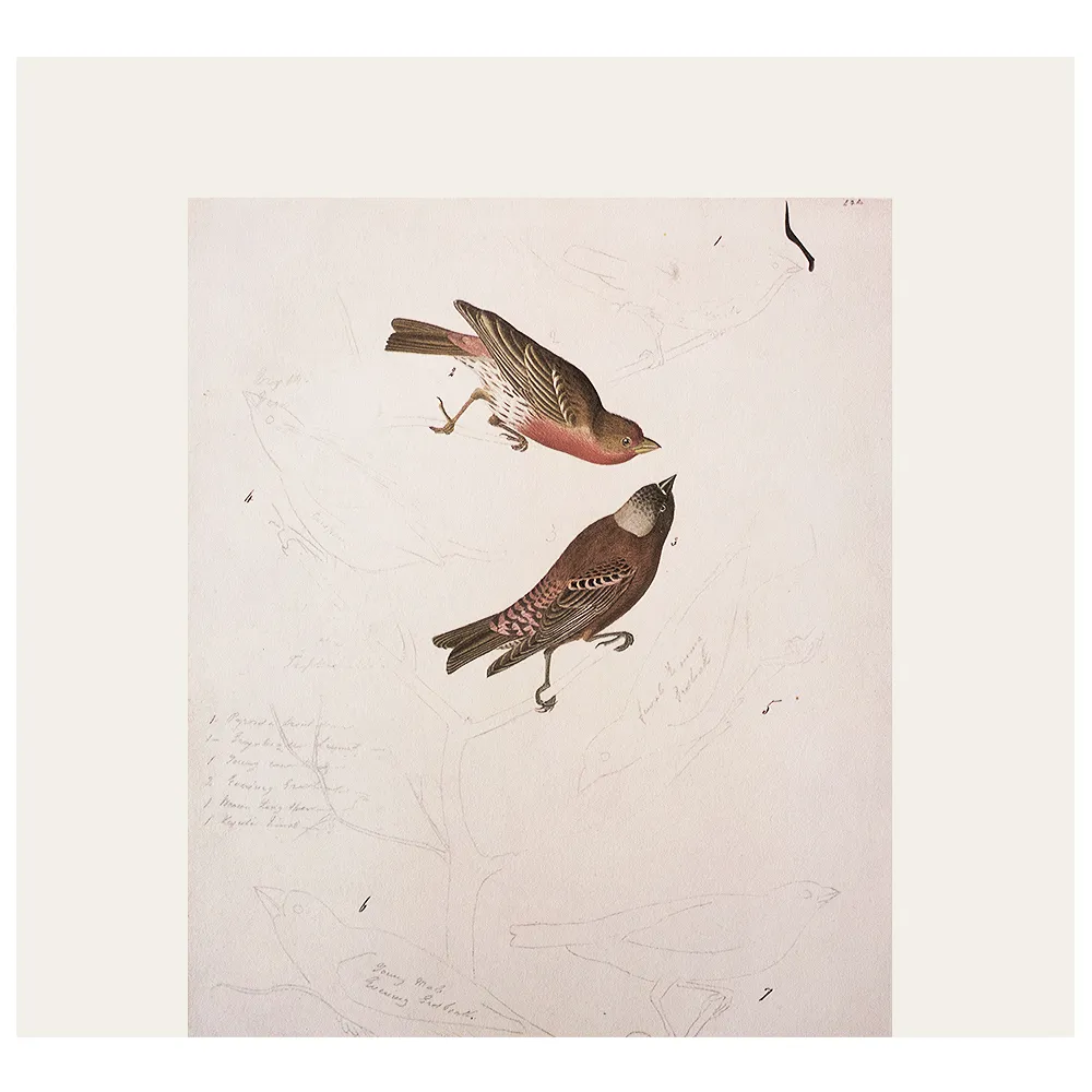 Audubon - Birds of America Cottage Print - Brown