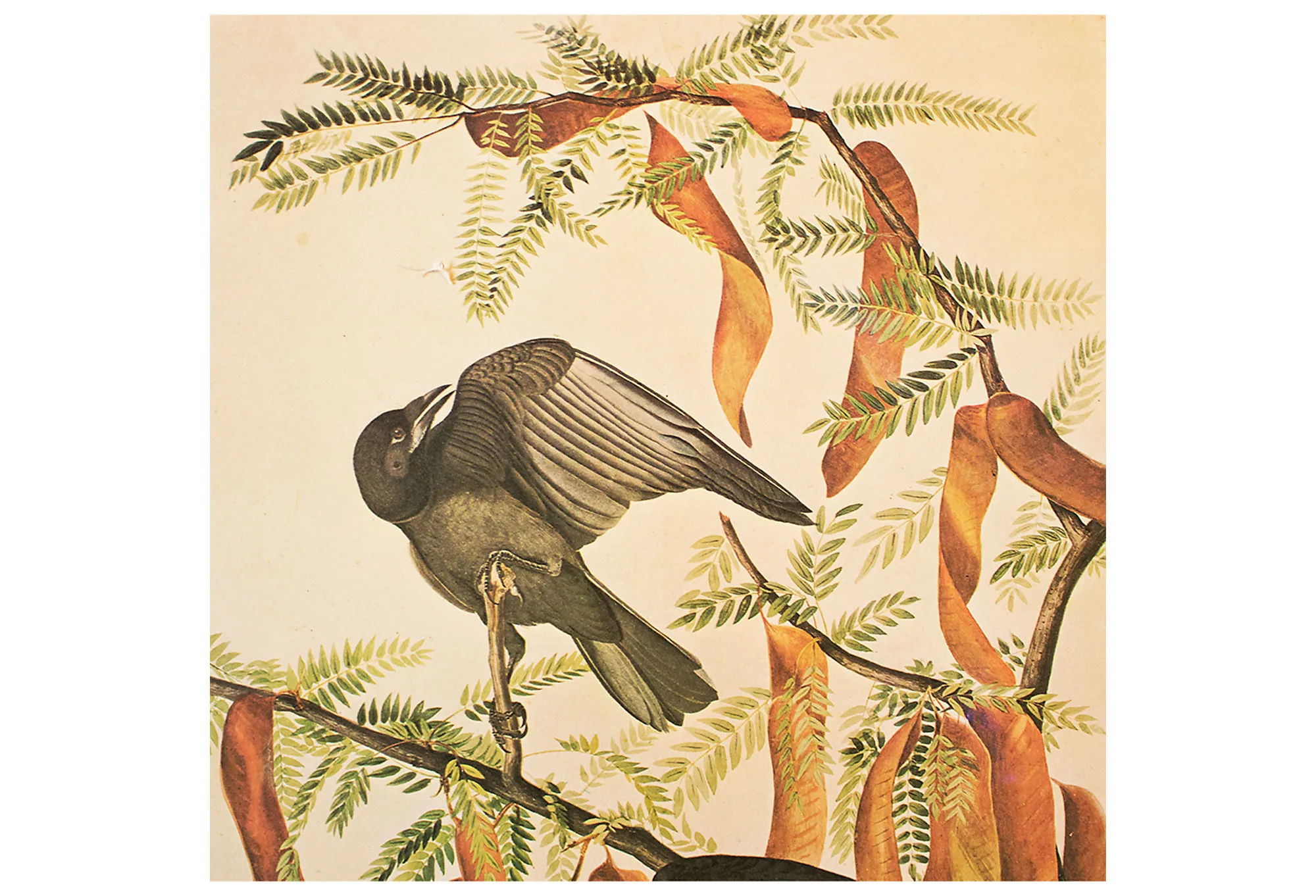 Fish Crow by Audubon - 1966 Cottage Print - Brown