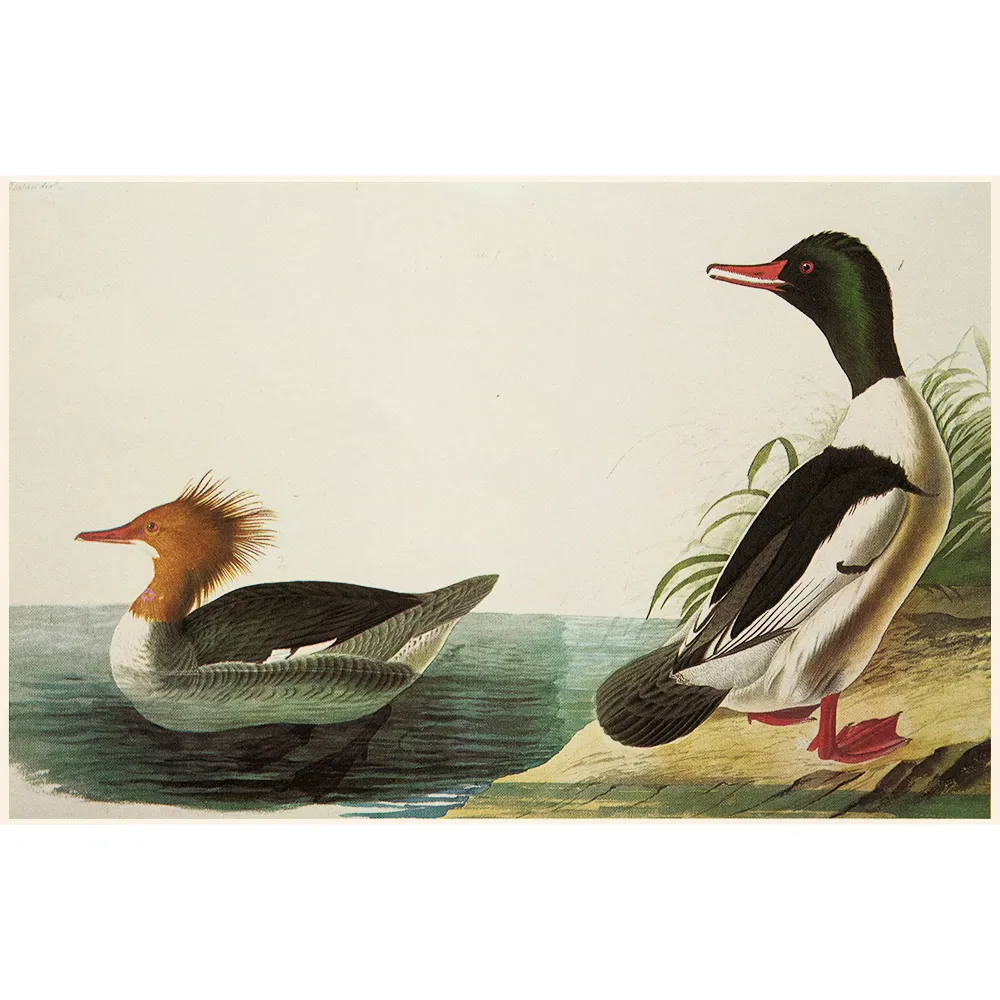 Merganser and Goosander by Audubon - 1966 - Brown