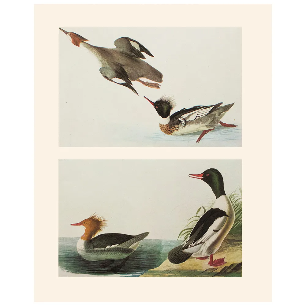 Merganser and Goosander by Audubon - 1966 - Brown