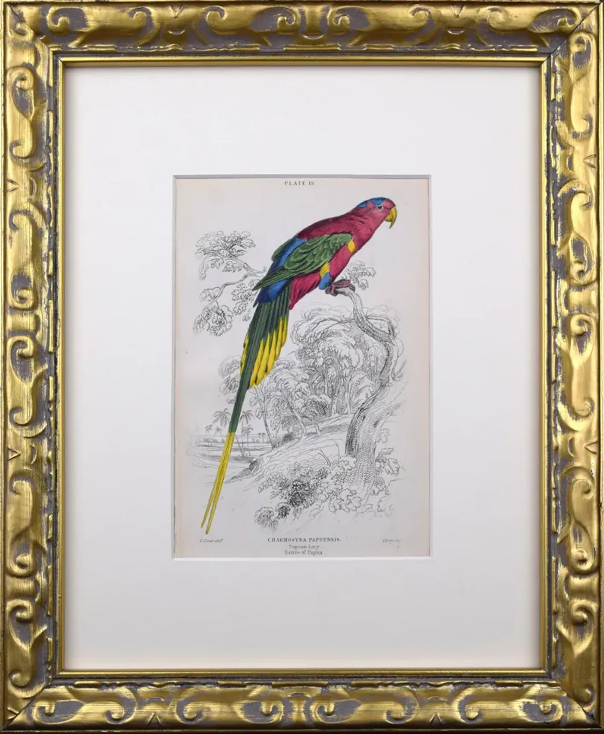 19th C. Antique Parrot/ Macaw Engravings - Antiquarian Art Company - White