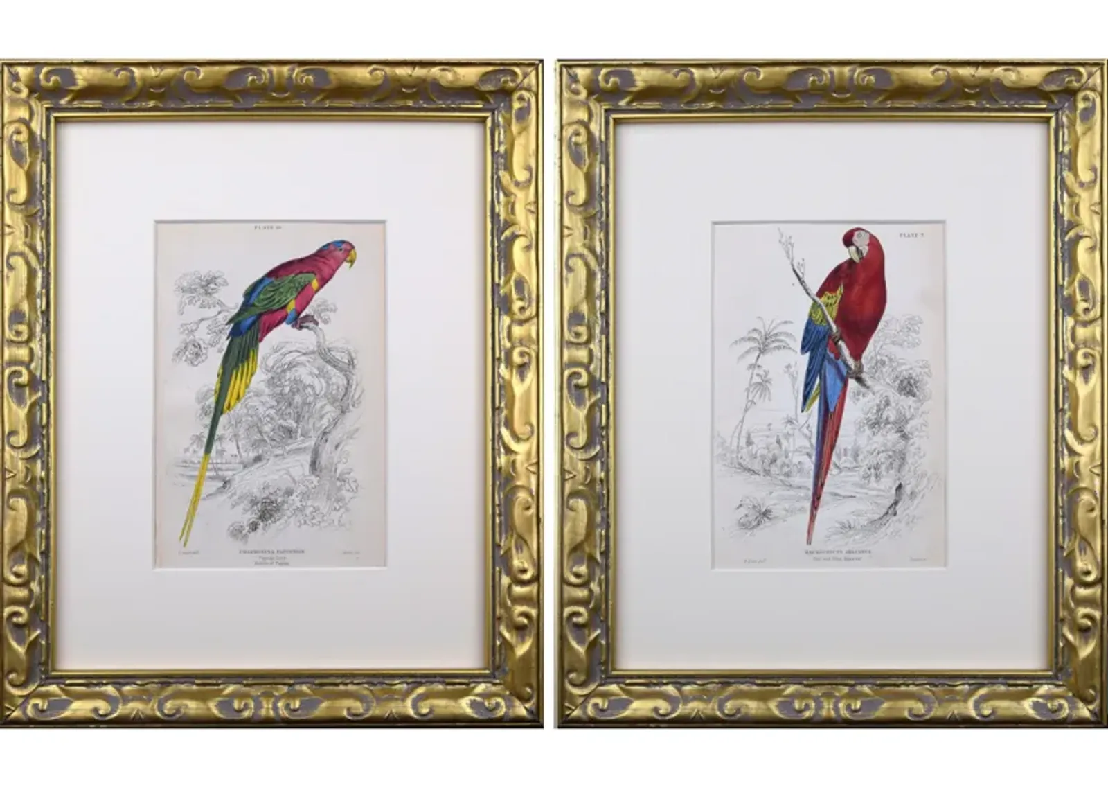 19th C. Antique Parrot/ Macaw Engravings - Antiquarian Art Company - White