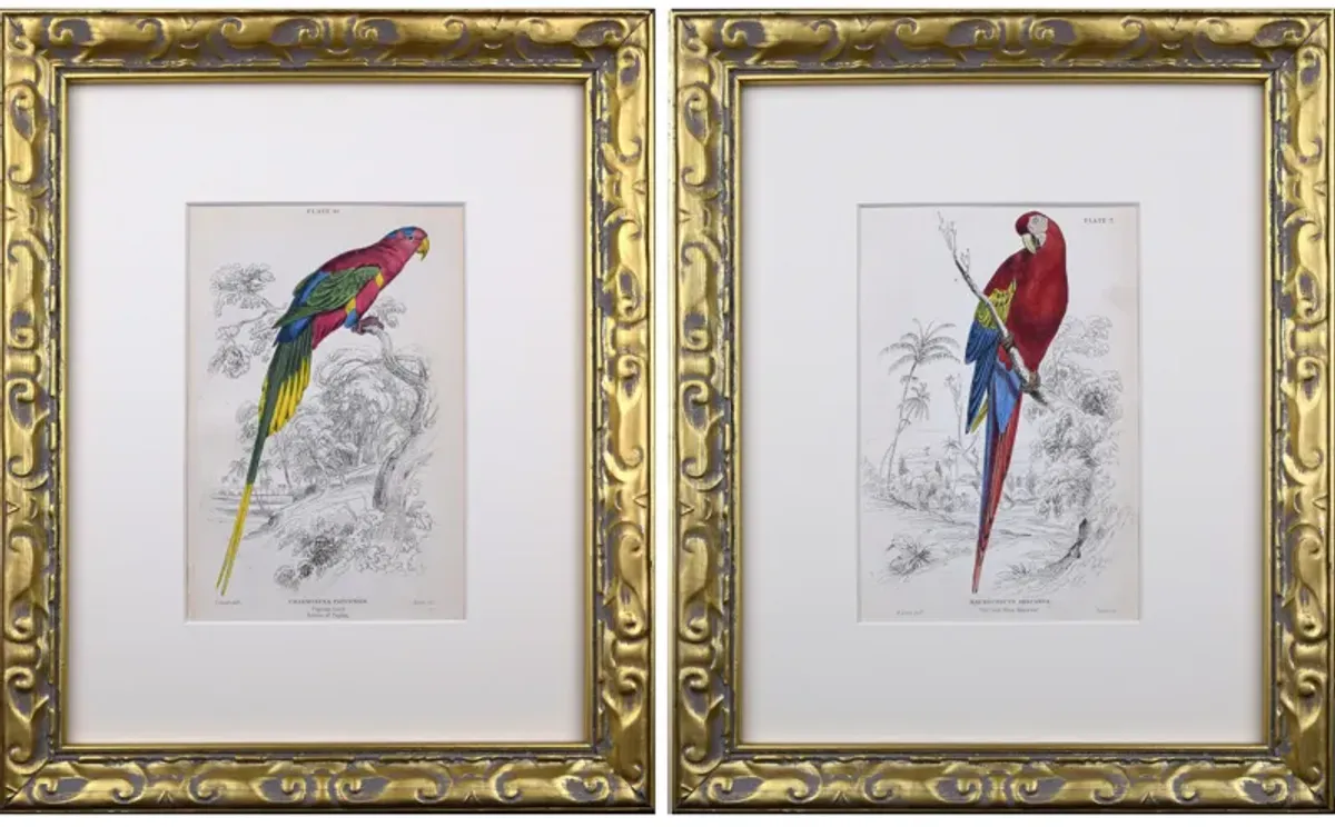 19th C. Antique Parrot/ Macaw Engravings - Antiquarian Art Company - White