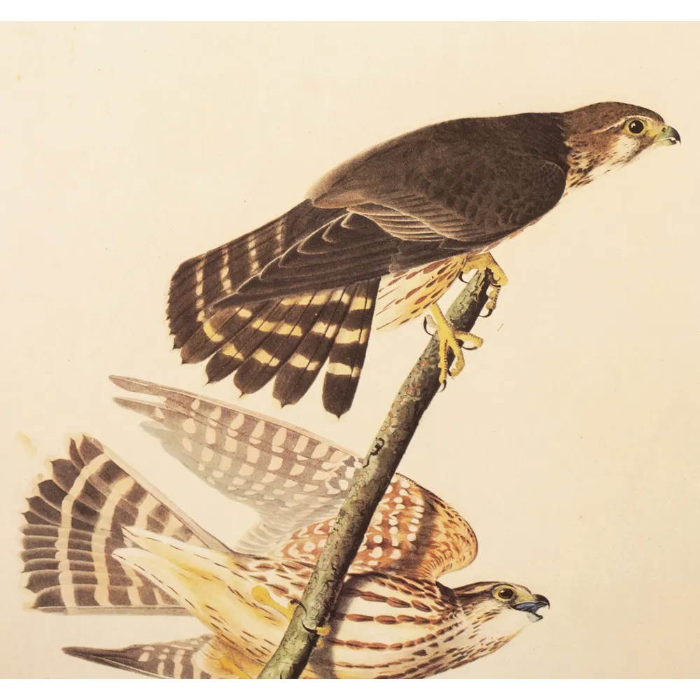 Pigeon Hawk by John J. Audubon - Brown