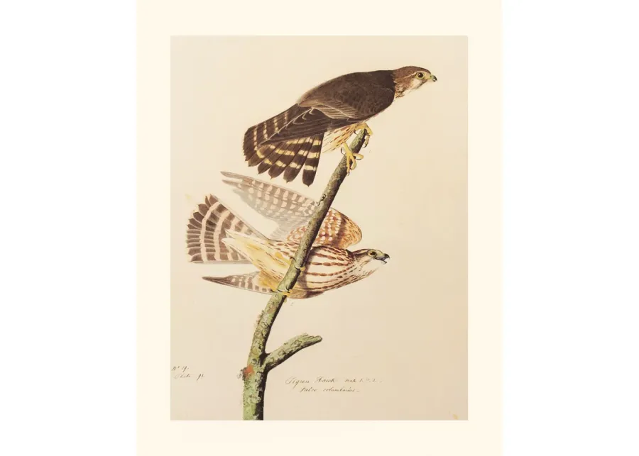 Pigeon Hawk by John J. Audubon - Brown