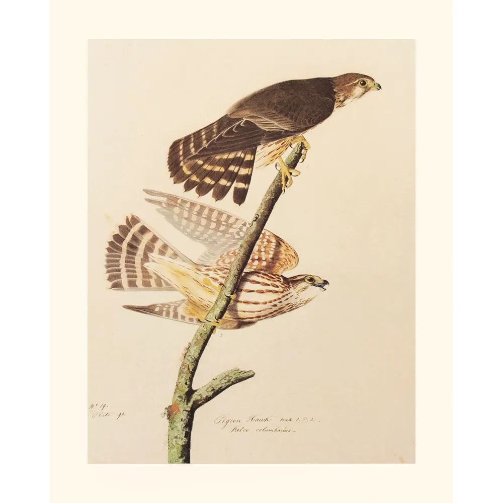 Pigeon Hawk by John J. Audubon - Brown