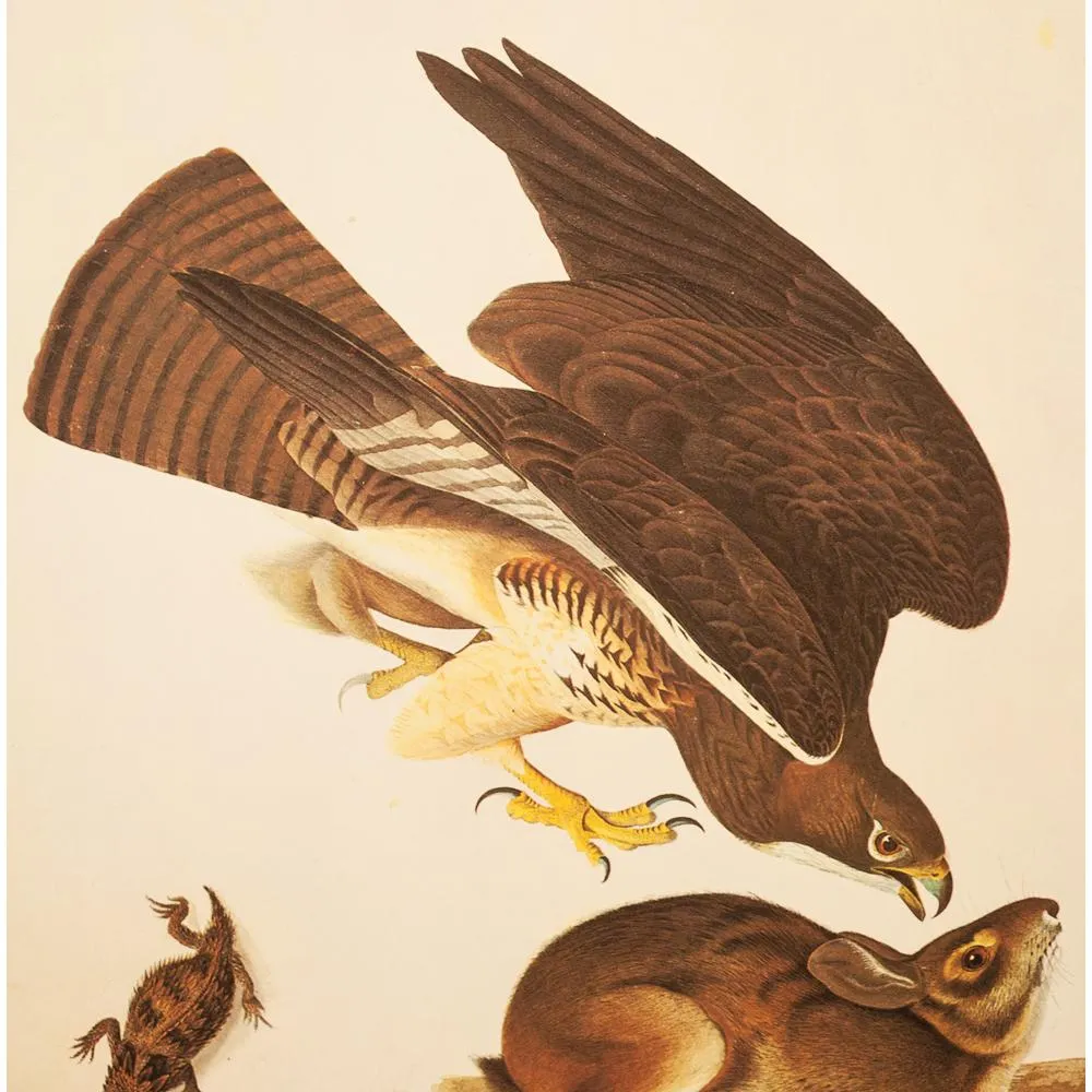 1966 Audubon - Hawk - Hare and Agarma - Brown