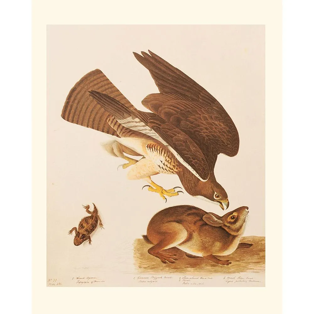 1966 Audubon - Hawk - Hare and Agarma - Brown