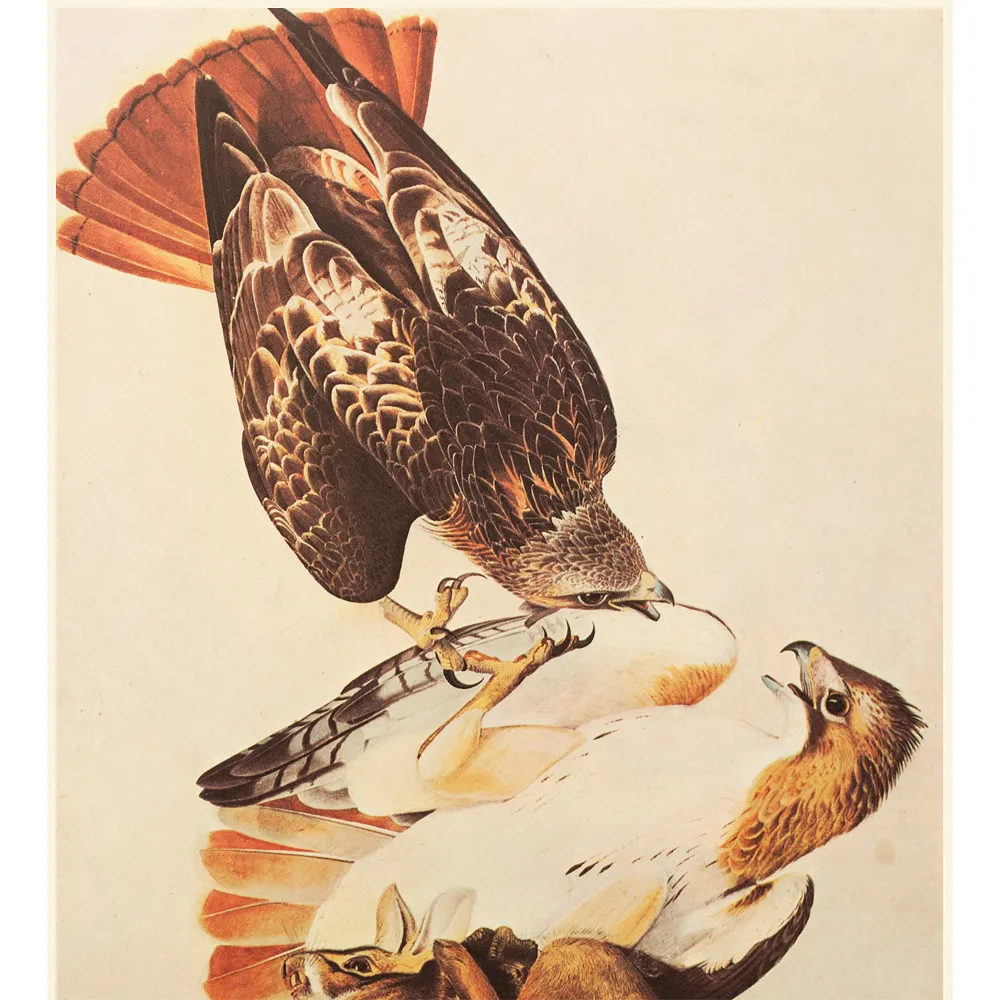 Red-Tailed Hawks by John James Audubon - Brown