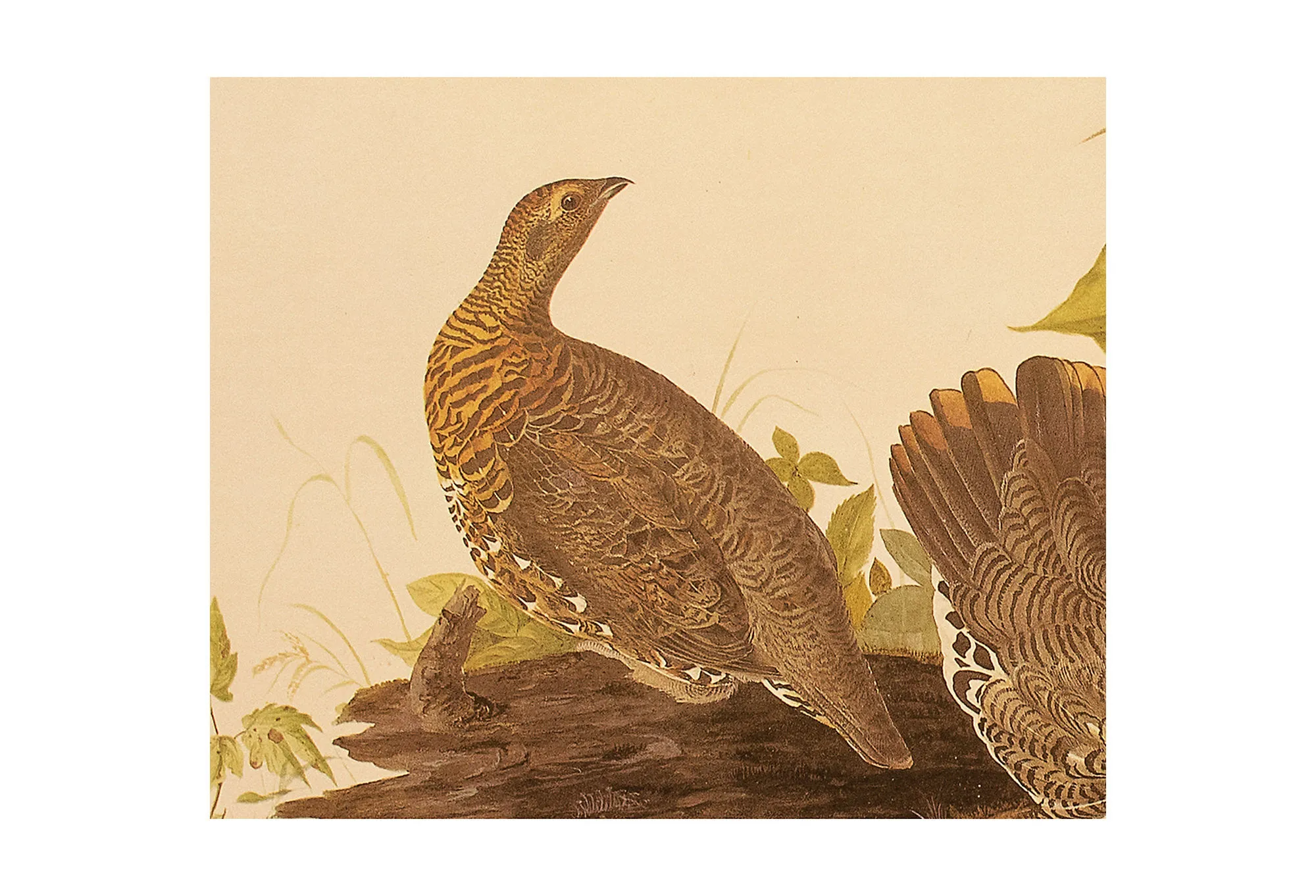 1966 Audubon - Spruce Grouse - Brown