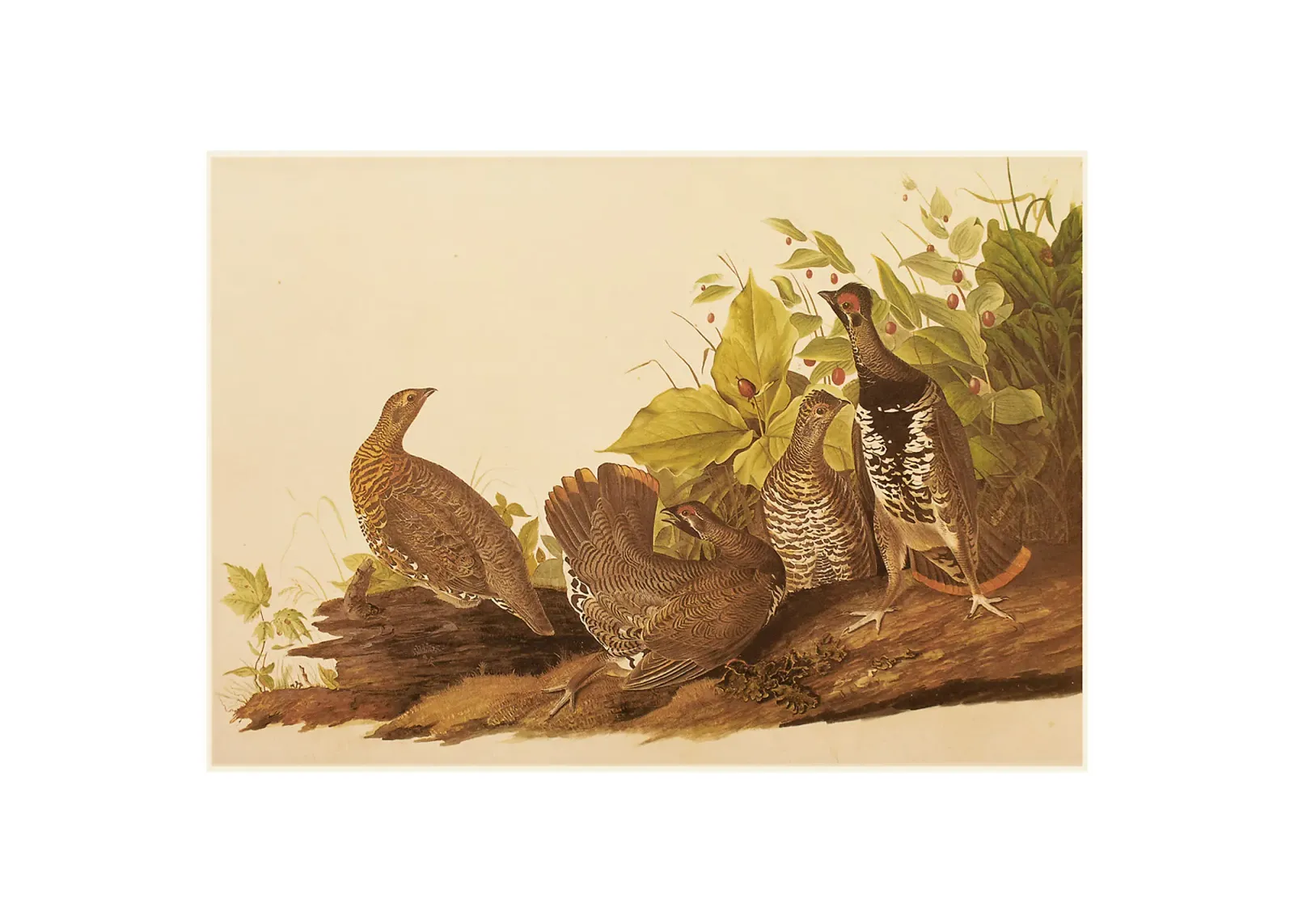 1966 Audubon - Spruce Grouse - Brown