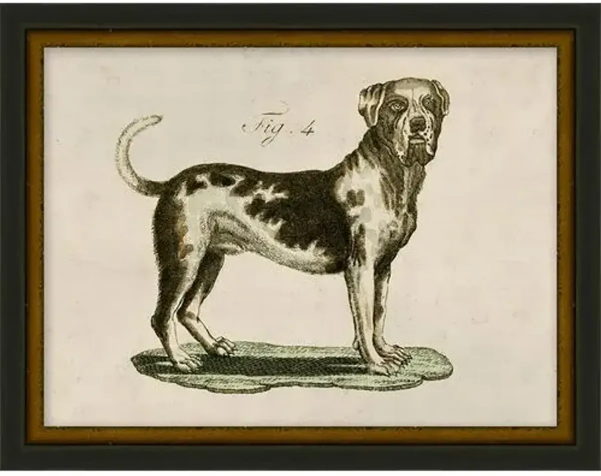 Lauren Liess - Antique Pup Sketch V - Black