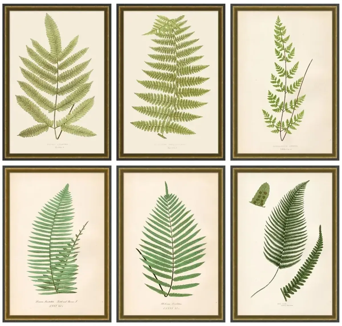 Lauren Liess, Fern Set