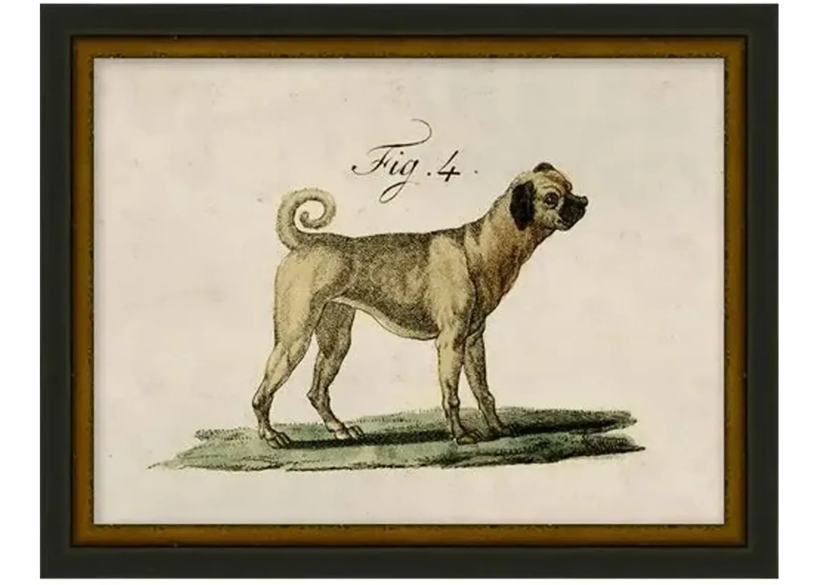 Lauren Liess - Antique Pup Sketch III - Black