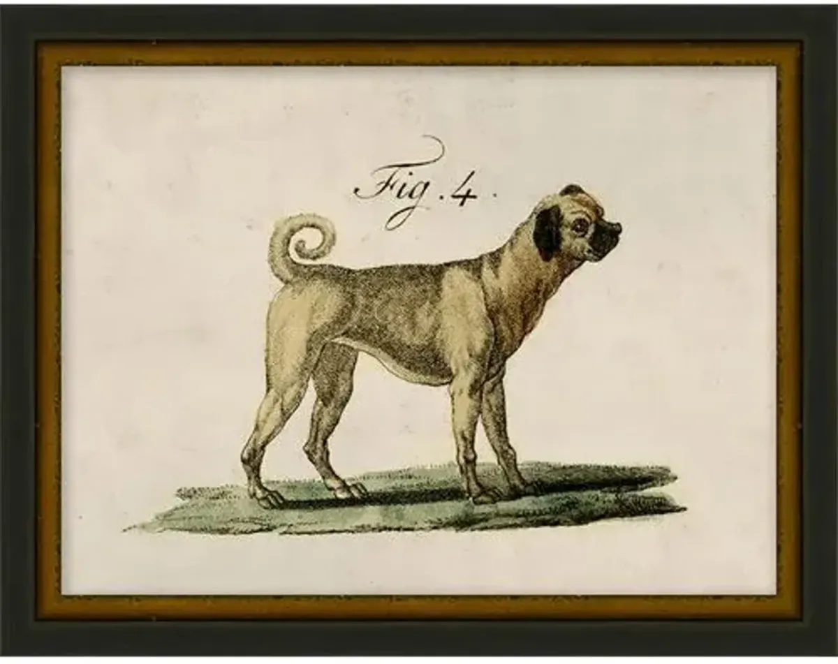 Lauren Liess - Antique Pup Sketch III - Black