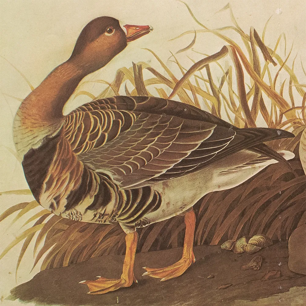 1966 John J.Audubon - White-Fronted Goose - Brown