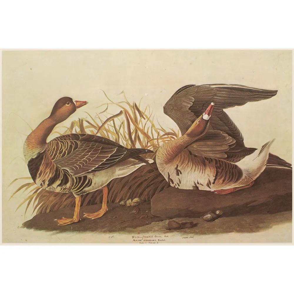 1966 John J.Audubon - White-Fronted Goose - Brown