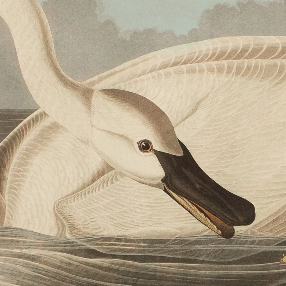 1990s Trumpeter Swan by Audubon - White