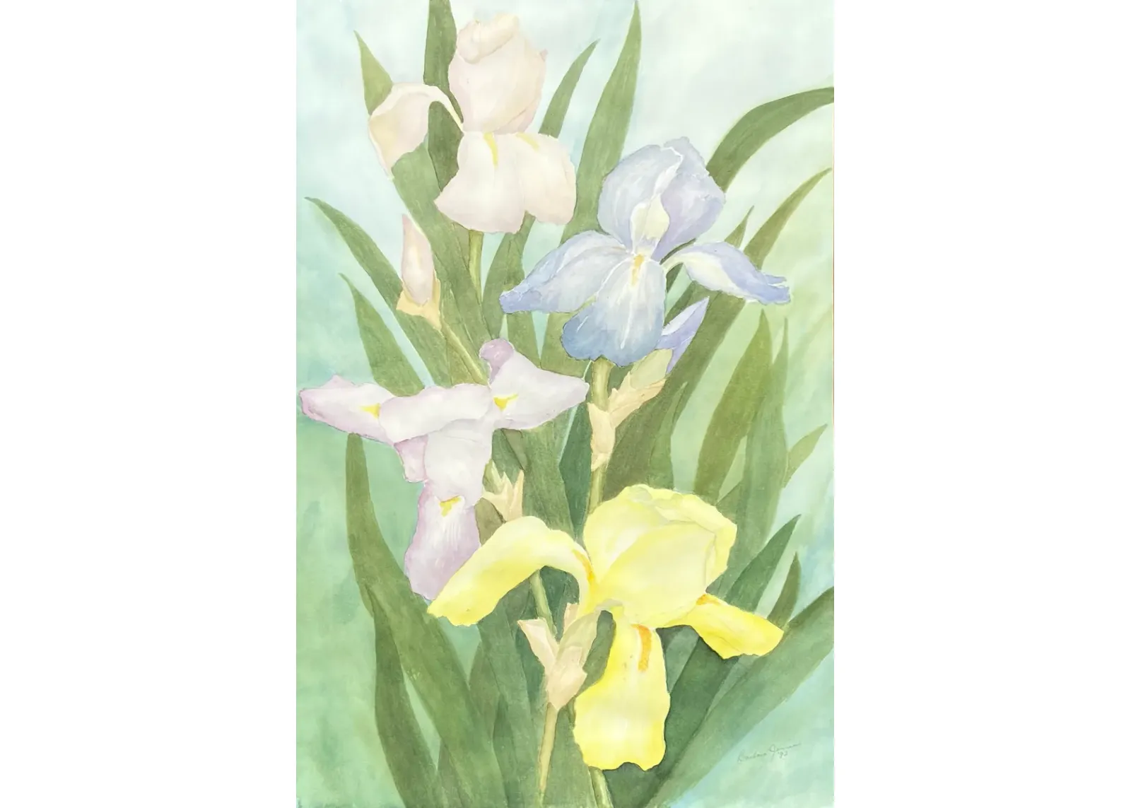 Irises by Barbara Jamison - 1992 - McNaught Fine Art - Green