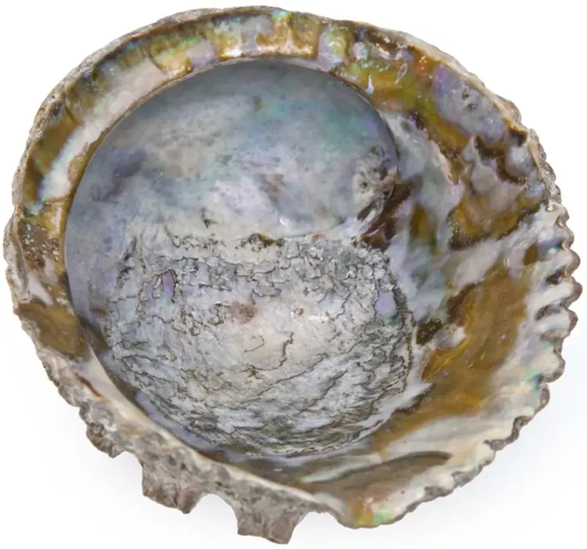 Large Abalone Shell - Fleur de Lex Antiques - Brown