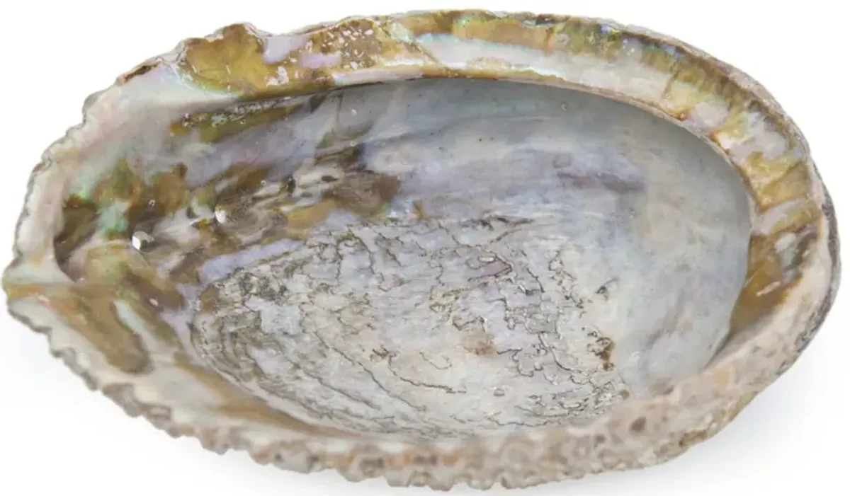 Large Abalone Shell - Fleur de Lex Antiques - Brown