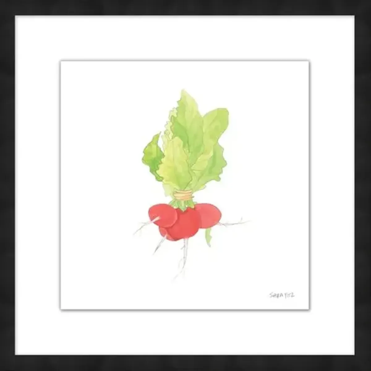 Sara Fitz - Radish