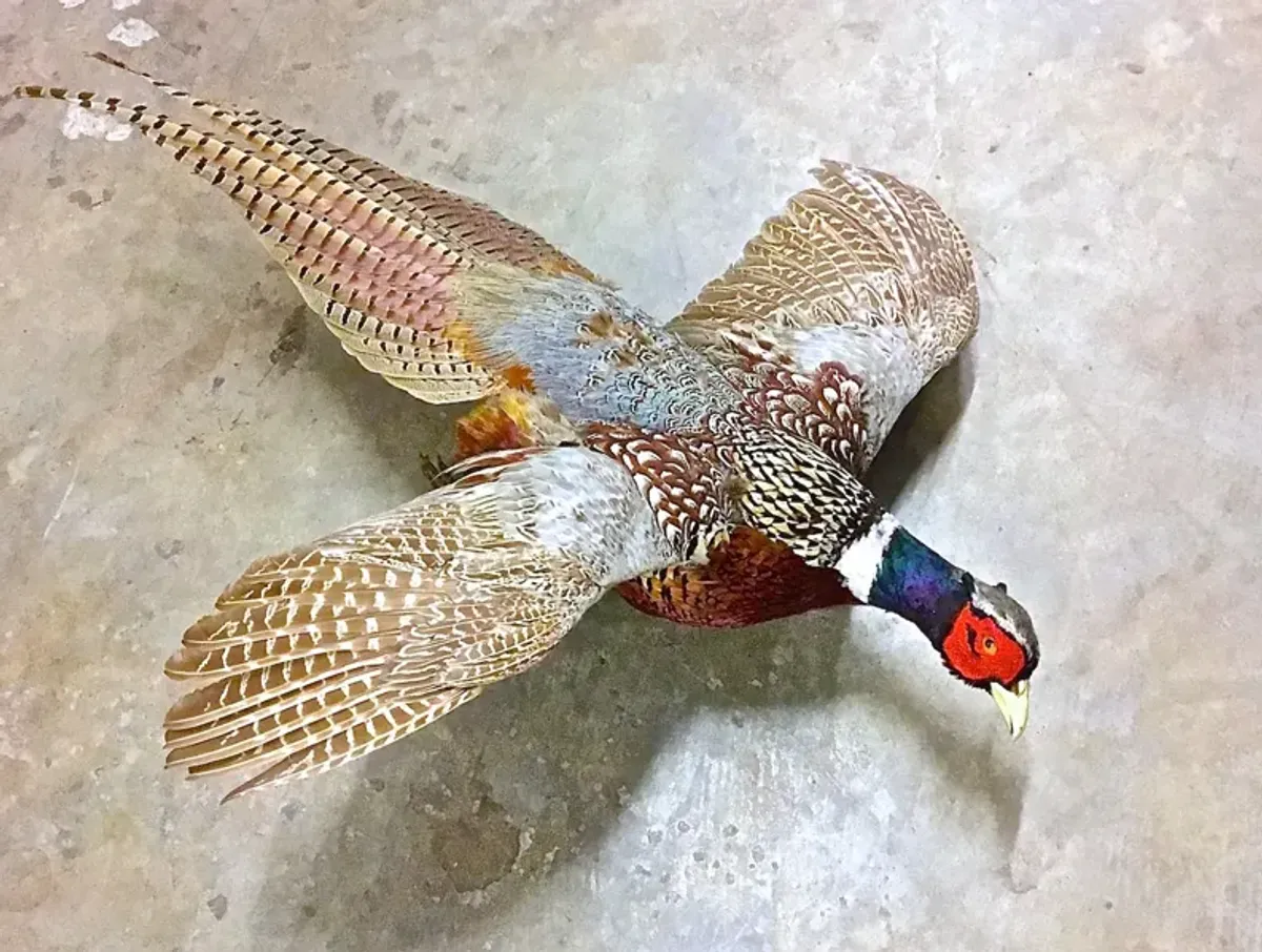 Chinese Ringneck Pheasant Wall Mount - Vermilion Designs - Brown