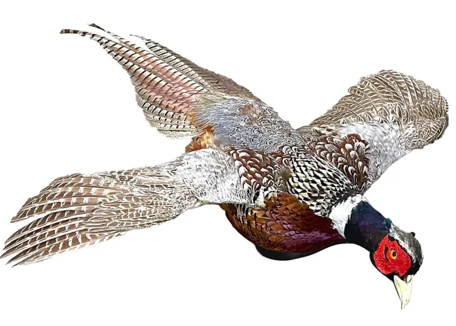 Chinese Ringneck Pheasant Wall Mount - Vermilion Designs - Brown