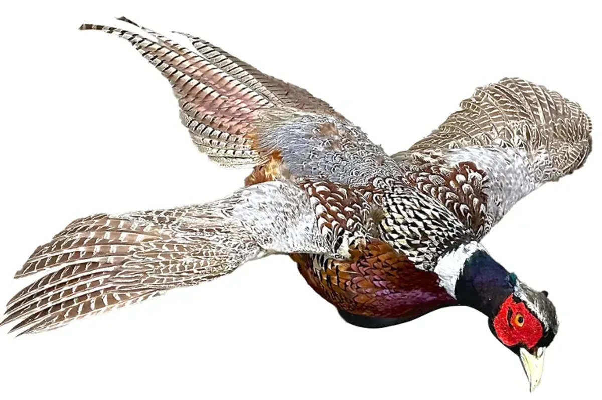 Chinese Ringneck Pheasant Wall Mount - Vermilion Designs - Brown