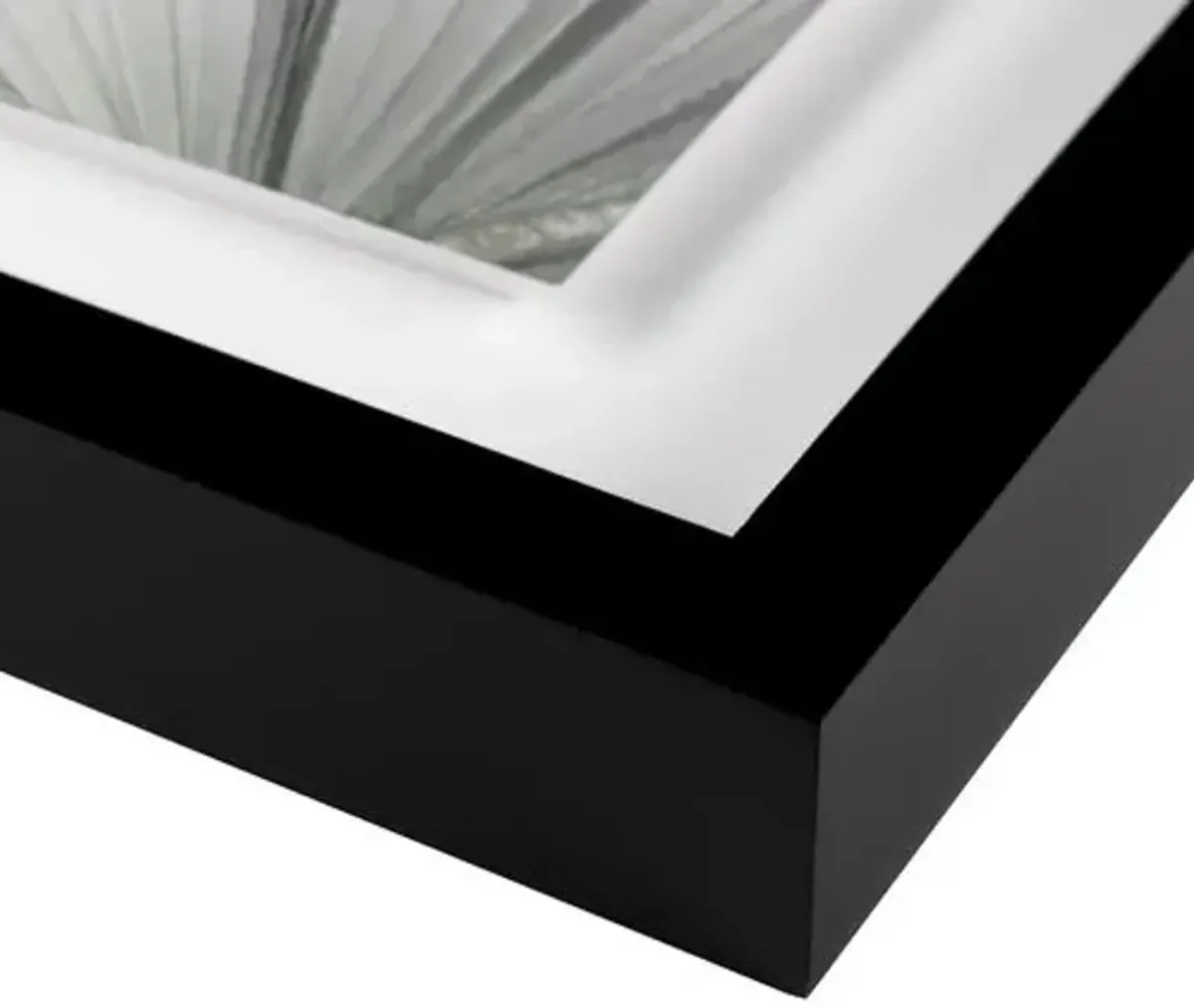 Carly Tabak - Mint Palms Photograph