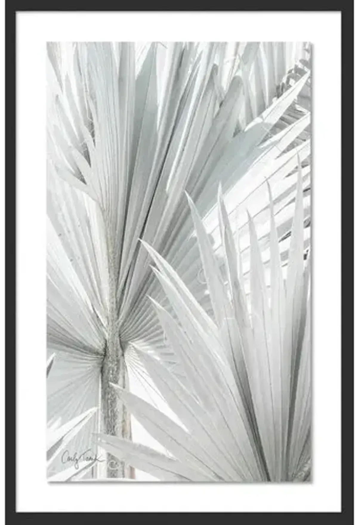 Carly Tabak - Mint Palms Photograph