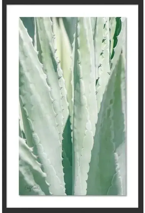 Carly Tabak - Succulent Photograph