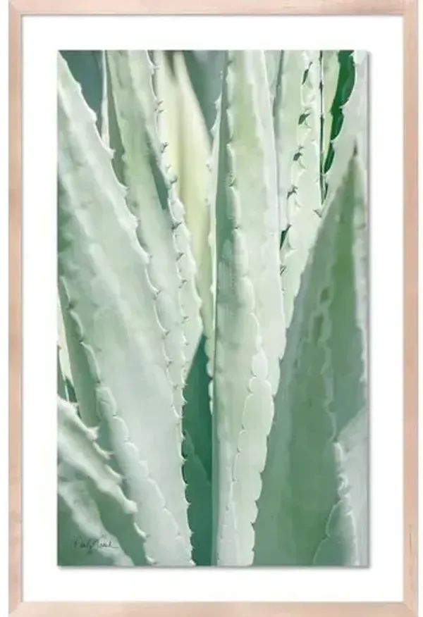 Carly Tabak - Succulent Photograph