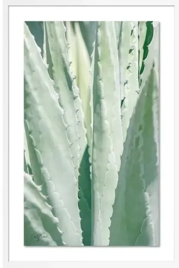 Carly Tabak - Succulent Photograph