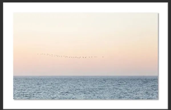 Carly Tabak, Sunset Flock Photograph