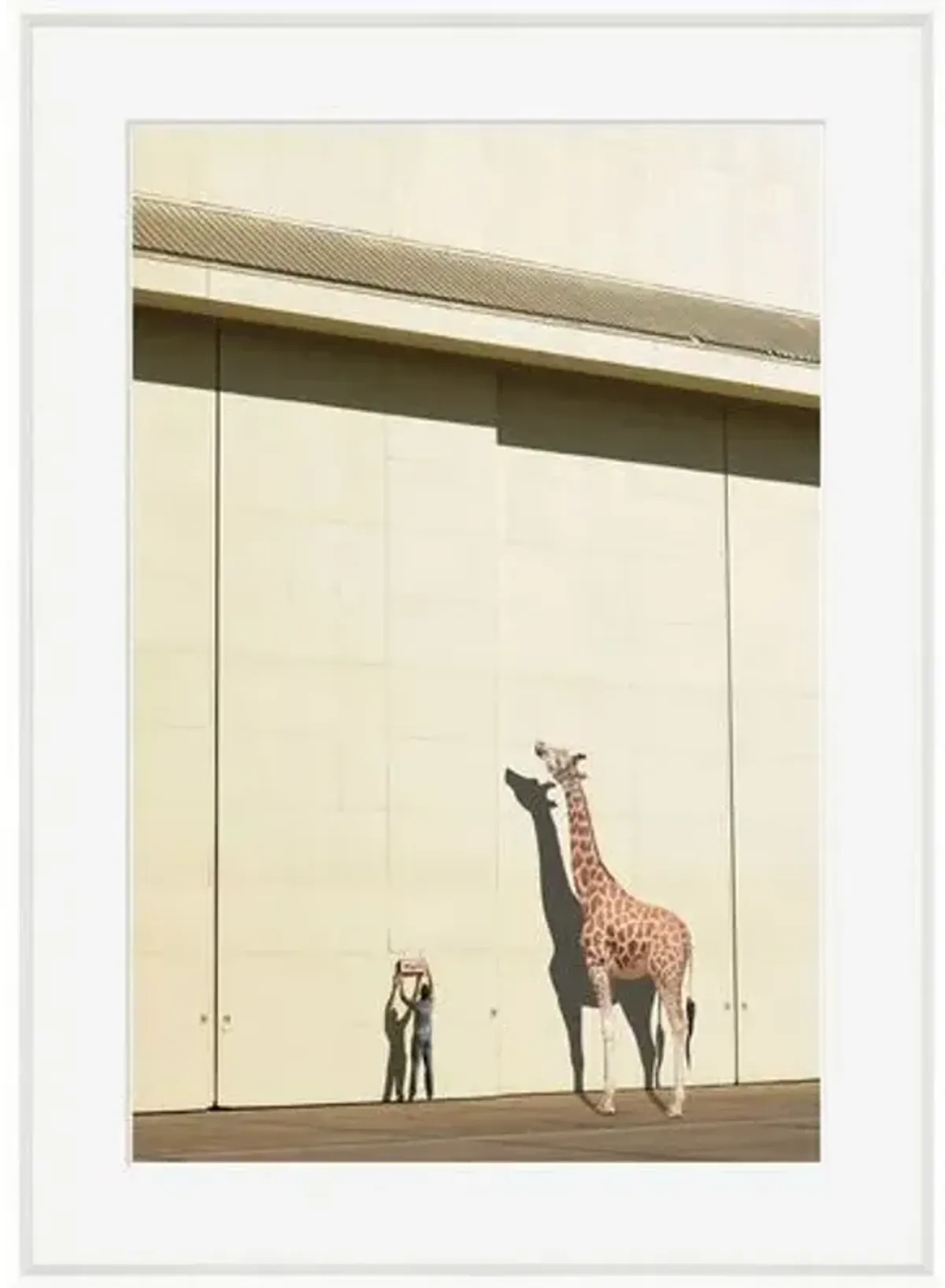 Richard Newstead - Curious Giraffe - White