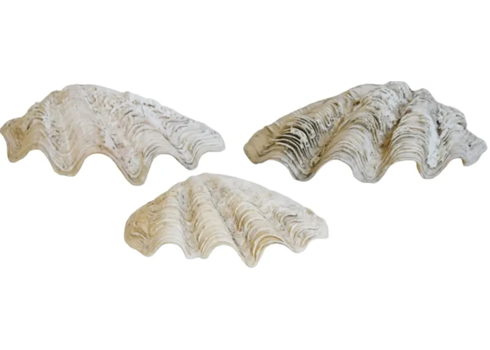 Nautical Coastal Clamshells - Set of 3 - White