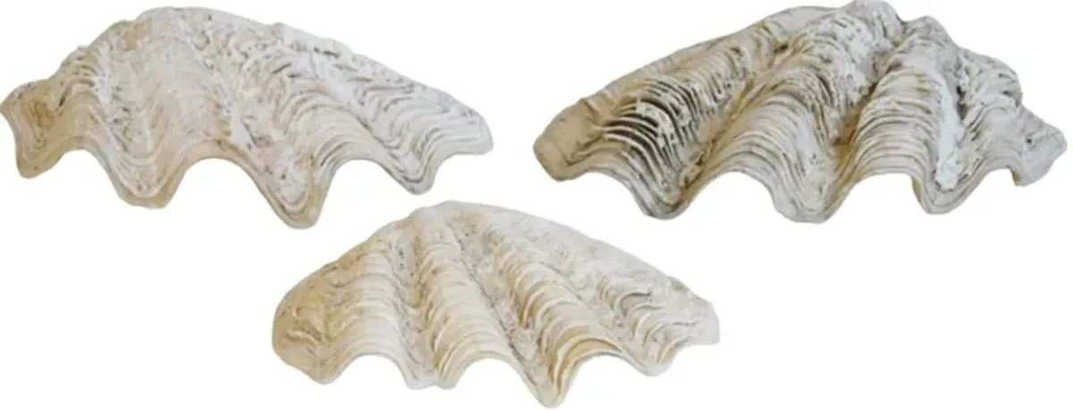 Nautical Coastal Clamshells - Set of 3 - White