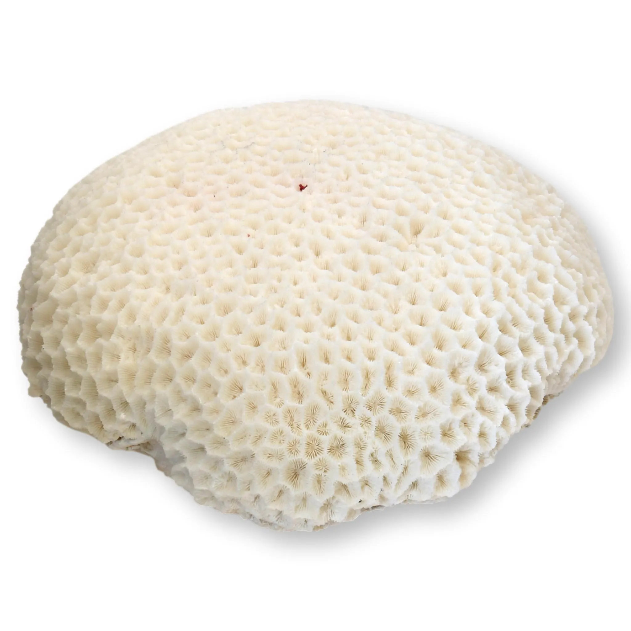 Large Brain Coral Speciman - Rose Victoria - White