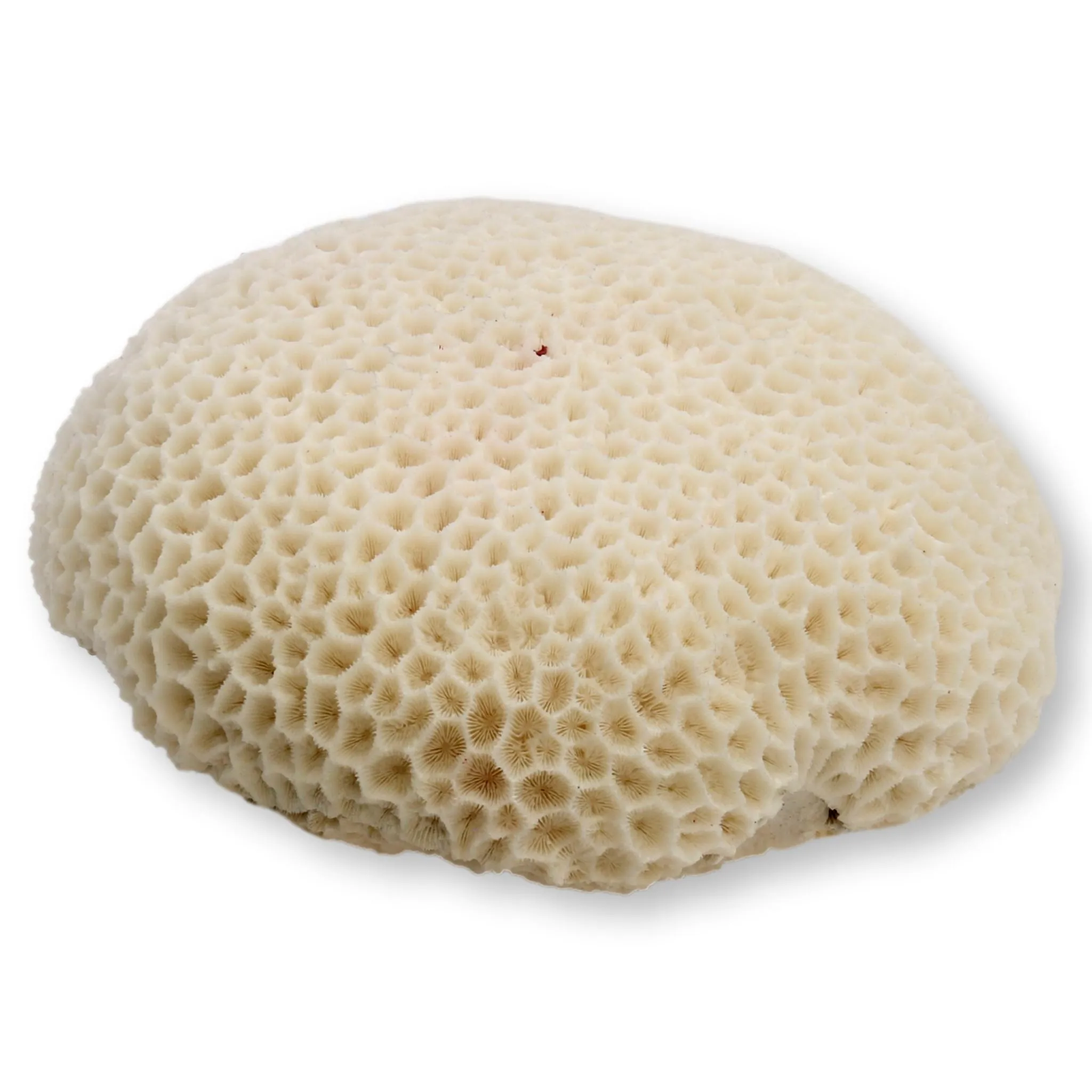 Large Brain Coral Speciman - Rose Victoria - White