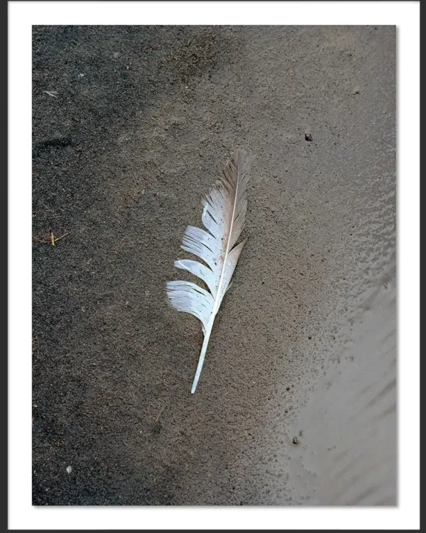 Tommy Kwak, Feather Photograph, Dyrhlaey, Iceland